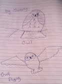 My Owls